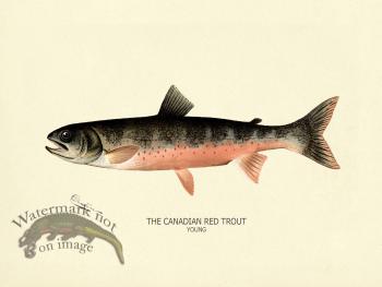 Trout - Canadian Red Young